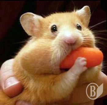 ����� ���'����: ��� ��� �����.