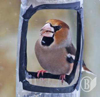 5 ���� ������ ��������� � �������� ���� ��������. ����