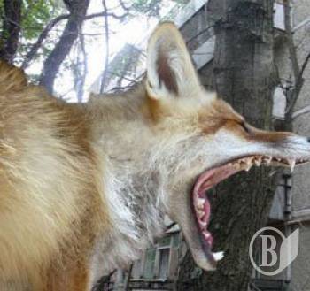 �������  �������� � ������� �� ���� � ����������� ������