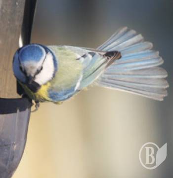 �������� ������� ��������� � ���� (����)