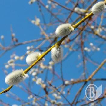 �������� ���� ������� ������