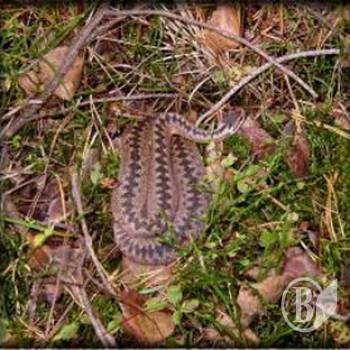 � �������� ���� ������� ������