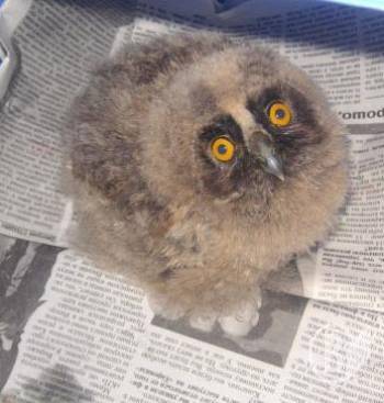 ����������  �������  ������� � ������� (2 ����)