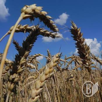 �� ����������� ������ �� �����������?