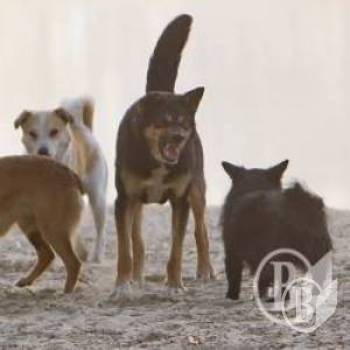 ����� �������