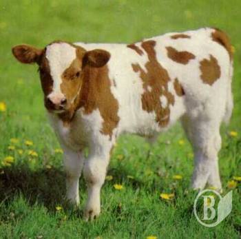 ϳ�������� �� �����