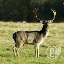 ����� �� ���� ���������� �����������