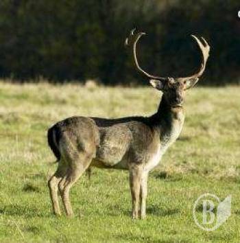 ����� �� ���� ���������� �����������