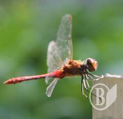  �����! �����, � ������ �� �����!(����)