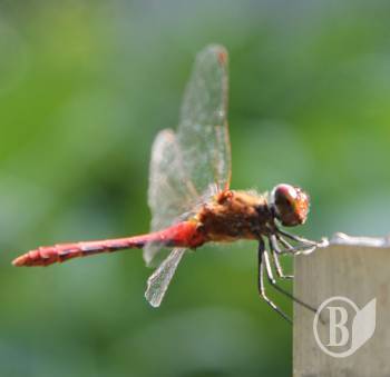  �����! �����, � ������ �� �����!(����)