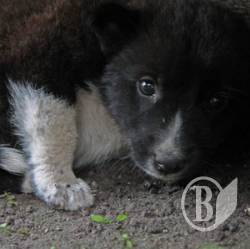 �����, ���� ����� ��� (����+����)