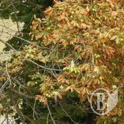 ������ ���������� ���������� �� ��� (����)