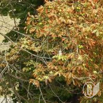 ������ ���������� ���������� �� ��� (����)