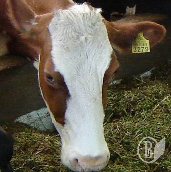 ������� ������ ����������� ������ ������ �����������