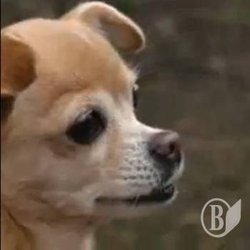 �������� ������� ������������ ����������� (����)