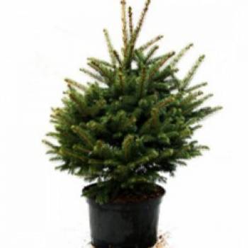 �������� ����� �������. �����