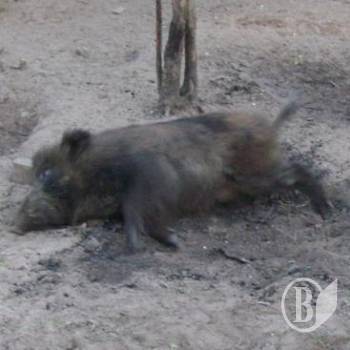 � ������ ������� �� ���� �� ���������� (����)