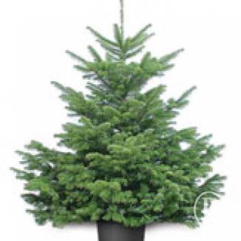 12 ������ ������� �������� ���� �� ����� (����)