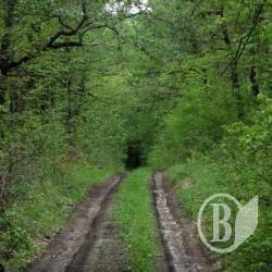 ������ ����� �������� (����)