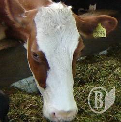 ������������ ���������� ��� ������������ ����