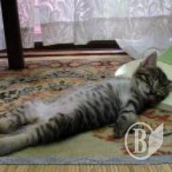 ��� ᒺ �������?