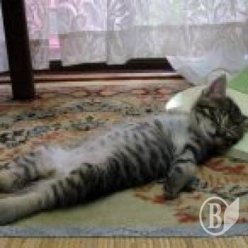 ��� ᒺ �������?