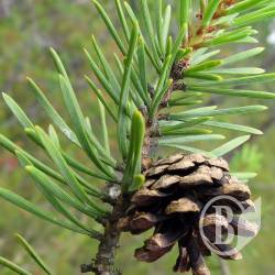 ���������� ��������