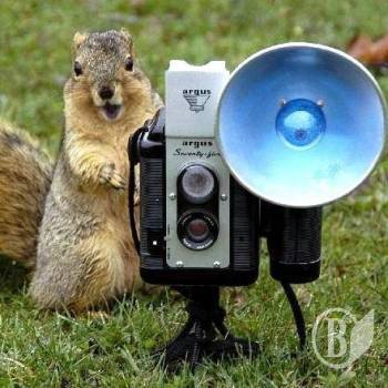 ����� �� ���� ������� �������� (����)