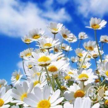 ̳�� �������� � ������