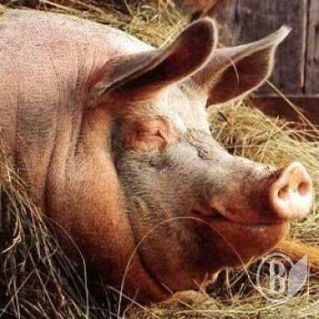 ����� ����� ��������� ��������� ������� (����)