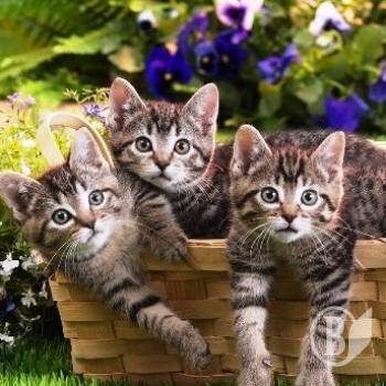 ������ ���� ���� ��������� ������ � �����