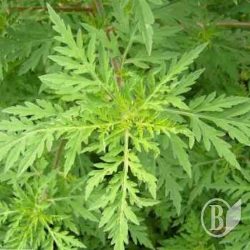 ������������ ������� � �������� �����糿