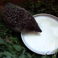 ��� �� ������� ������� � �� �������� �������� ������? (����, ����)