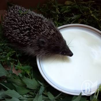 ��� �� ������� ������� � �� �������� �������� ������? (����, ����)