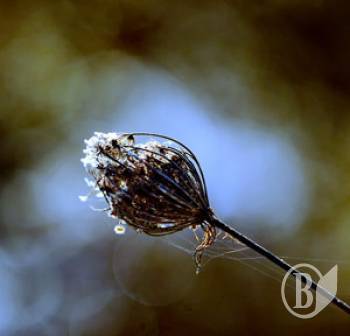 ������ ���� ����-������