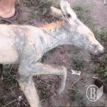 ���������� ����������� ��������� ������� ����� �� �����������