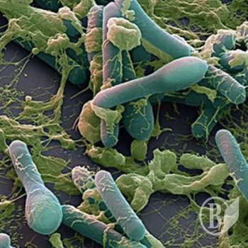 Ƴ��� ������� �� ������-�������