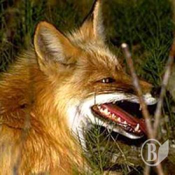 ϒ������, 28-�� � ���� �������� � ������