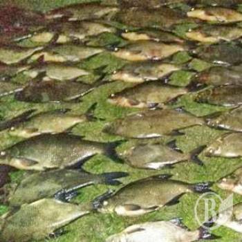 ��������� ���������� �� ���� �������� �����������