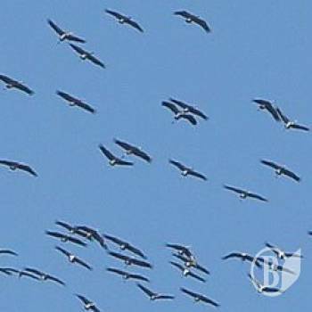 ����� ������� � �����������