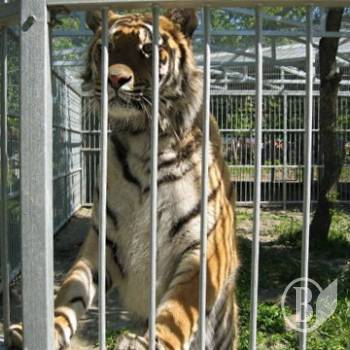 �������� ������� ���������� ������. ����� ���� �� 110 �����