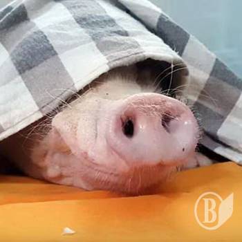 � �������� ������� ������ ������, ��� ������ �� ���������