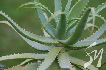 �������� ���� �� ����