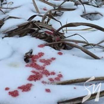 ��������� ���������� ������ � ���. ��� �� �����?