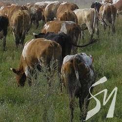 ���������� ����, �� �������� ������ �� ��������