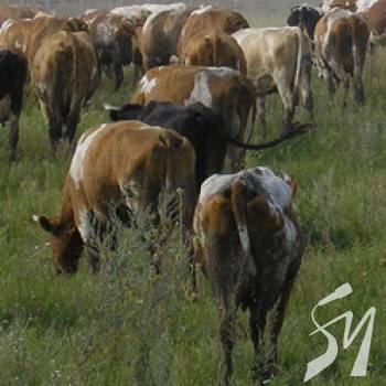 ���������� ����, �� �������� ������ �� ��������