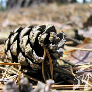 ����� �������� ������� ���� ��������� ������� ����� �� ����