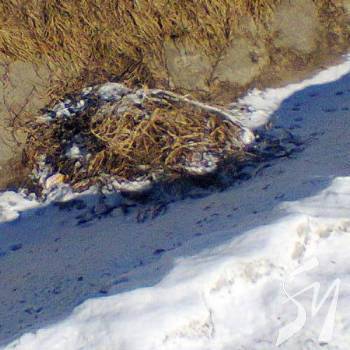 ����������� ��� �� ���� ���������� �����?