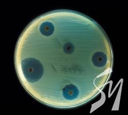 ����������� ������ ���������