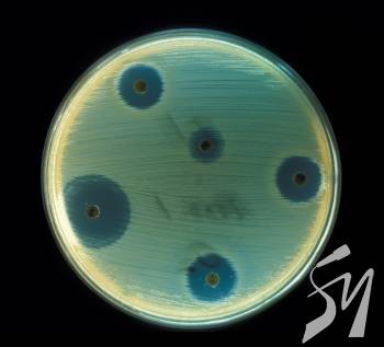 ����������� ������ ���������